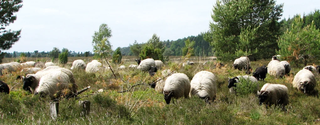 heidschnucken